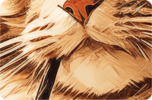 Shop Product Details Page Secondary Image 1 - Mob Cat